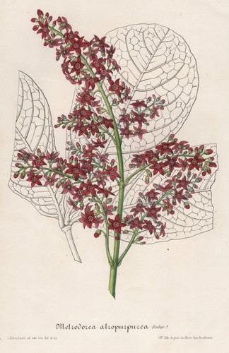 Metrodorea atropurpurea - metrodorea,