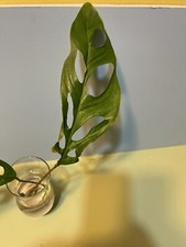 Obliqua Yasuni Very Rare And
