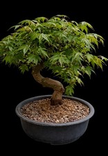 Bonsai acero giapponese - acero,
