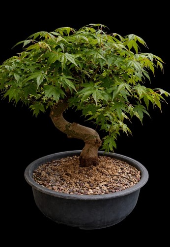 Bonsai acero giapponese - bonsai,