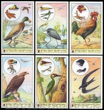 FIGURINE LAVAZZA N° 177 - UCCELLI E CIBO