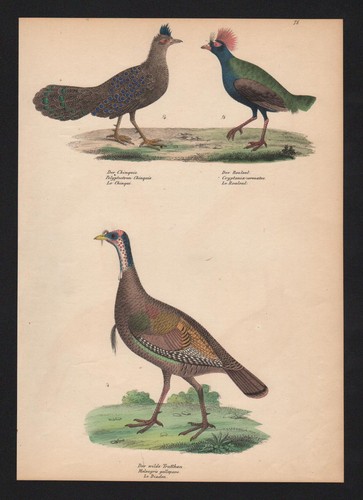 1840 tacchino struzzo quaglia - struzzo,