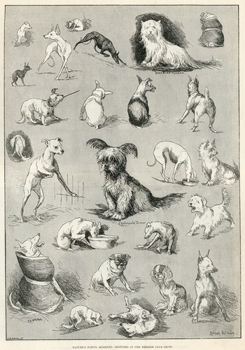 Skye terrier yorkshire - terrier,