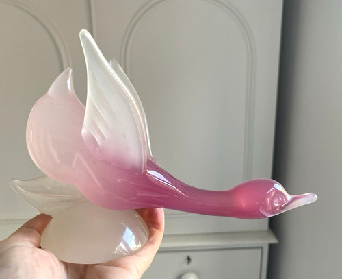 Splendida uccellino cigno - splendida,