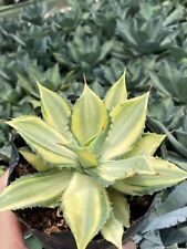 Agave gialla potatorum var