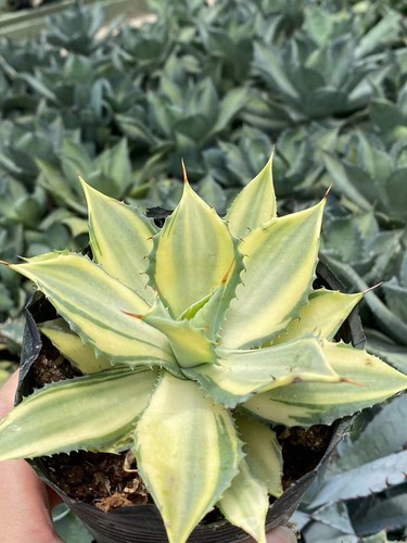 Agave gialla potatorum - , var