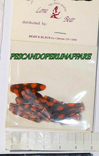 Bear black lone - bear,