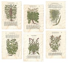 Stampe antiche MATTIOLI