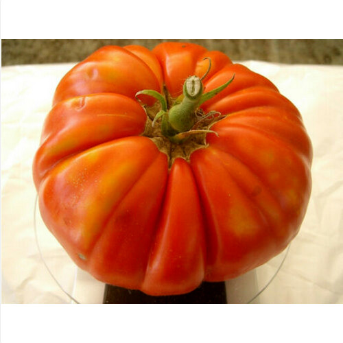 Pomodoro siciliano gigante - gigante,, 50