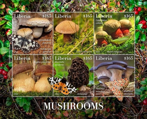 Funghi - funghi, e