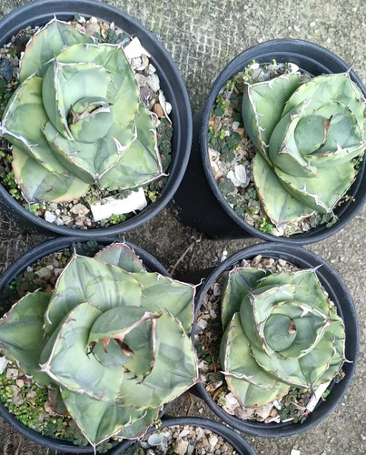 1pcs raro cactus agave - 1pcs,