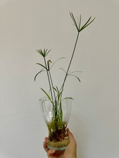 Falso Papiro – Cyperus