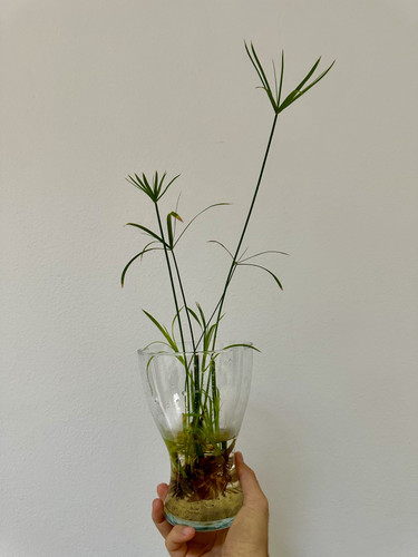 Falso papiro cyperus - papiro, –