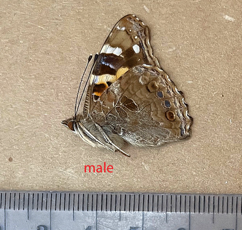 Nymphalidae vanessa dejeanii - nymphalidae,