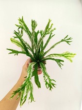 Asplenium AUSTRALASICUM