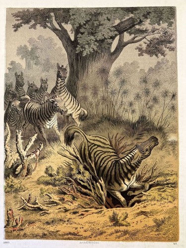 Scena caccia zebre - di, savana