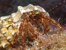 Paguro XL Invertebrato