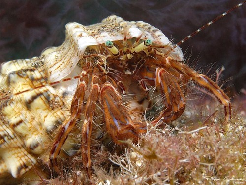 Paguro invertebrato - xl,