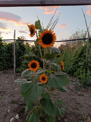 Semi girasole multifiore - semi,