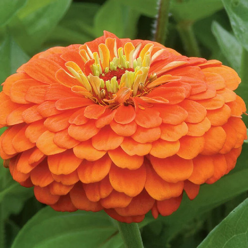 Graines zinnia orange - graines, de