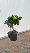 Pianta agrumi limone - pianta, agrumi,limone