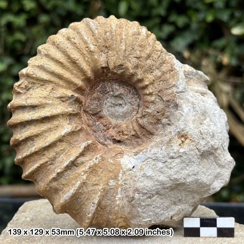 Procheloniceras - 5",