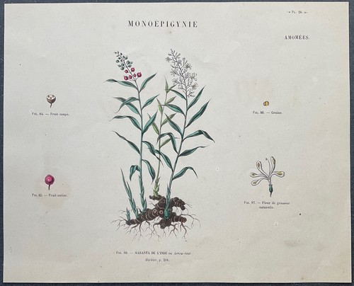 Herbier maranta galanga - maranta,
