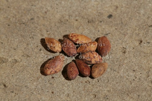 Pinus maximinoi semi - 10,