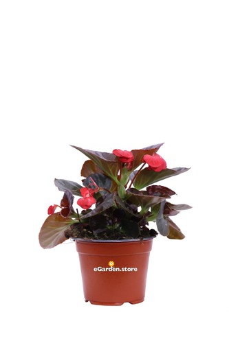 Pianta vera begonia - vera,