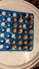 uova di quaglia fertili