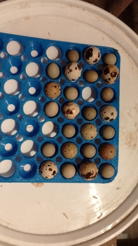Uova quaglia fertili - di,