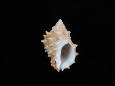 Sea Shell Mancinella echinata