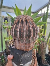 Uebelmannia pectinifera (Brazil) grafted BIG PLANT!!!