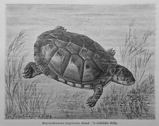 Tartaruga acquatica Sternotherus nigricans incisione su legno 1912 tartaruga  