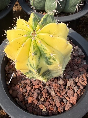 Melocactus piante succulente