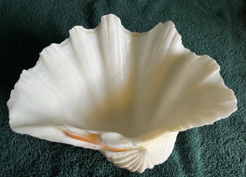 Tridacna gigas guscio - tridacna,