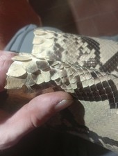 Pelle Di Pitone Intera