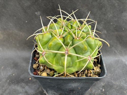 Gymnocalycium monvillei - monvillei,