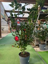 Camelia Japonica