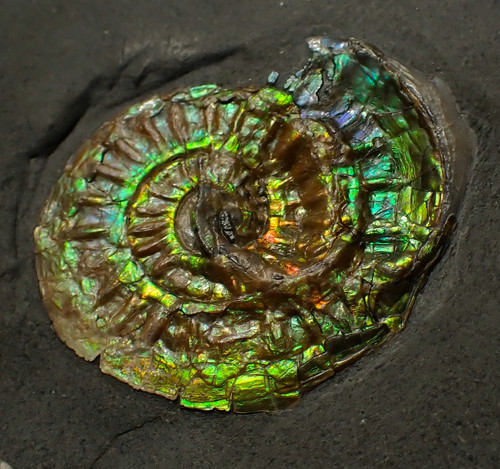 Green iridescent caloceras - green,