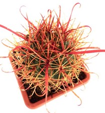 Ferocactus chrysacanthus