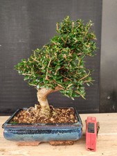 bonsai  olivastro   h 34 cm