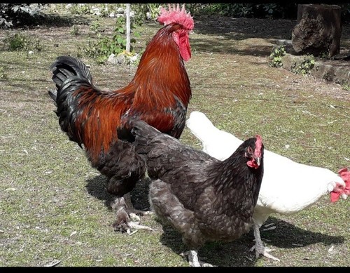 Materiale fertile galline - materiale,