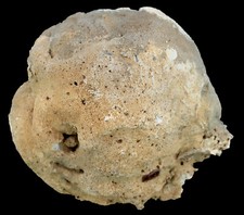 Malm Rarissimo grande