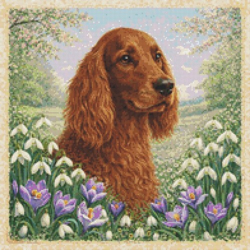 Setter irlandese cucciolo cane