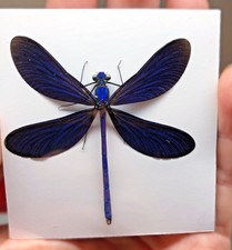 Calopteryx virgo 51 mm 2,01"