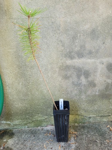 Japanese black pine pinus - pine,