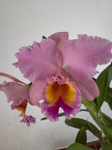 Rhyncholaeliocattleya george - rhyncholaeliocattleya,