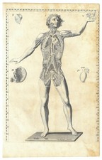 Illustrazioni anatomiche XVIII