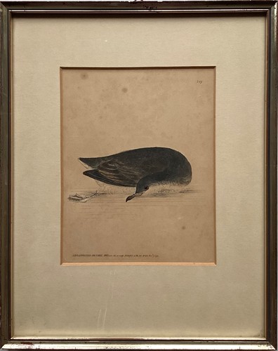Litografia uccellino mare - uccellino, di